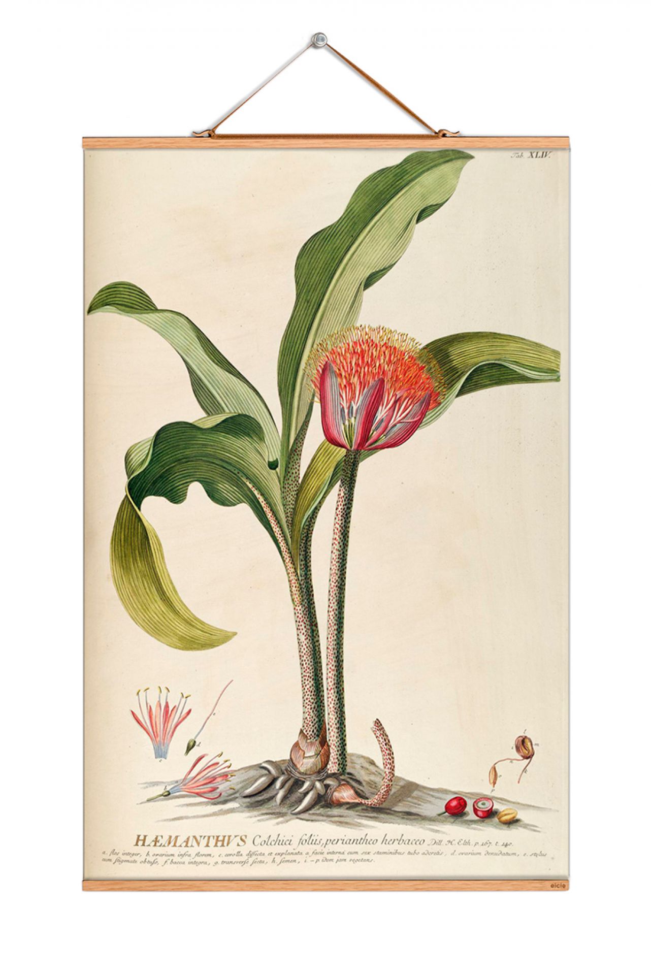 Flowers Posters eicie SINGLE PIECES